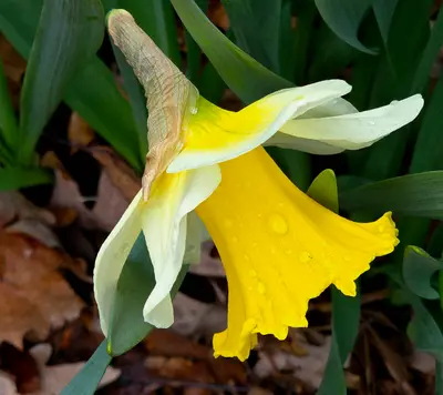 바스락 거리는 눈물