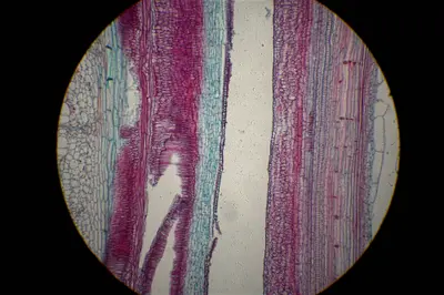 오이 줄기의 현미경 사진