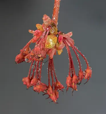 단뭉나무 접사 및 focus stacking