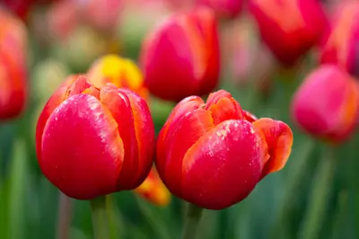 Tulip