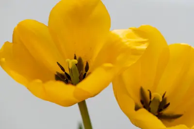 Tulip-1