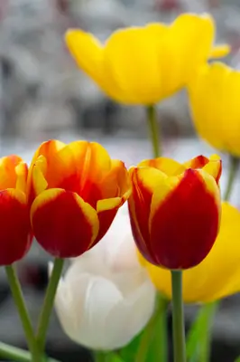 Tulip-2