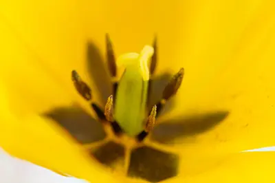 Tulip-3