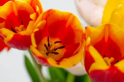 Tulip-4