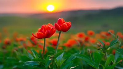 Tulip